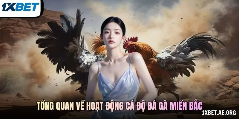 Tổng quan về hoạt động cá độ đá gà miền Bắc